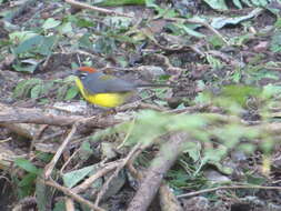 Image of Brown-capped Redstart