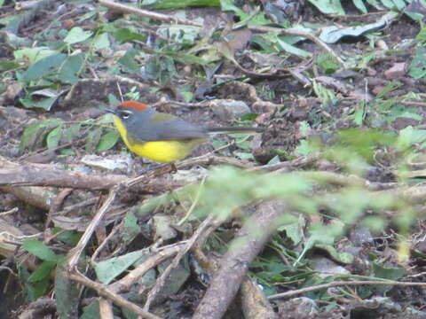 Myioborus brunniceps (d'Orbigny & Lafresnaye 1837)的圖片