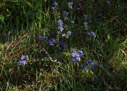 Image of Vine Hill ceanothus