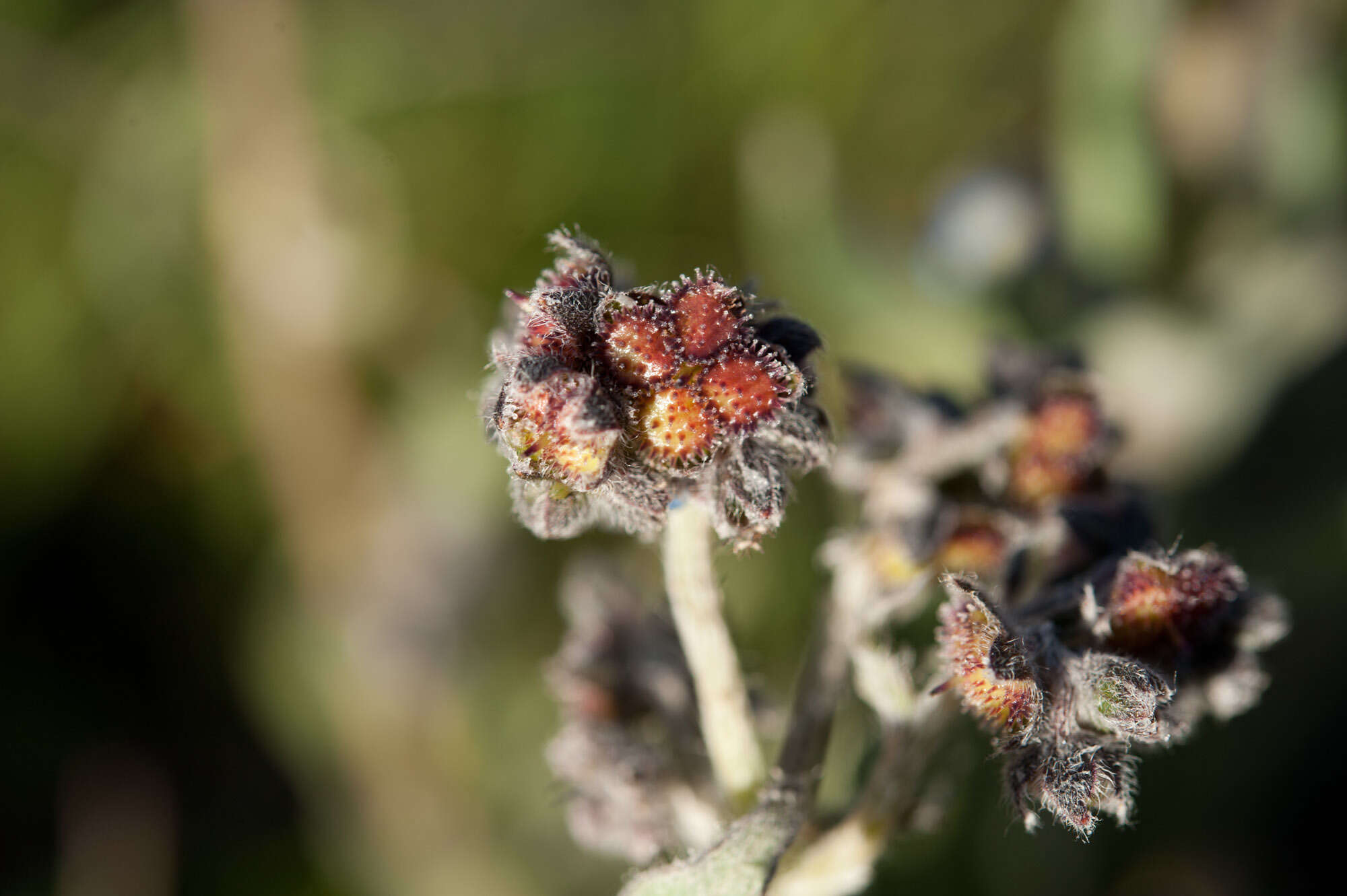 Image de Cynoglossum alpestre Ohwi