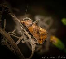 Image de Plusiodonta arctipennis Butler 1886