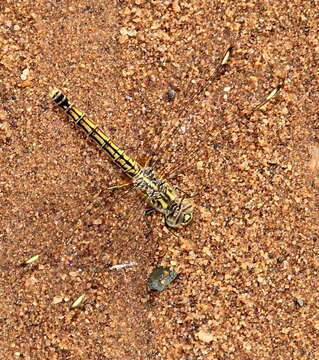 Brachythemis leucosticta (Burmeister 1839) resmi