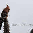 صورة Upupa marginata Cabanis & Heine 1860