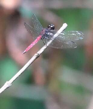 Image of Lyriothemis cleis Brauer 1868