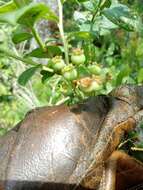 Plancia ëd Vaccinium fuscatum Ait.