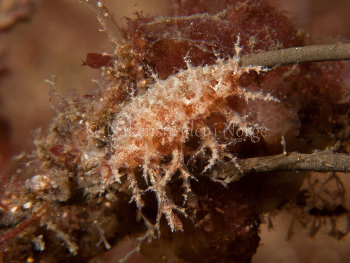 Image of bushy-backed nudibranch