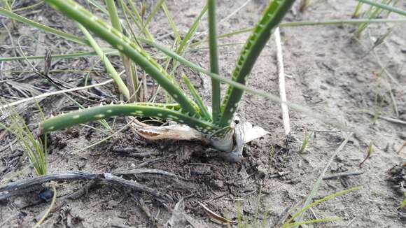 Слика од Aloe micracantha Haw.