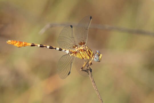 Imagem de Erpetogomphus designatus Hagen ex Selys 1858