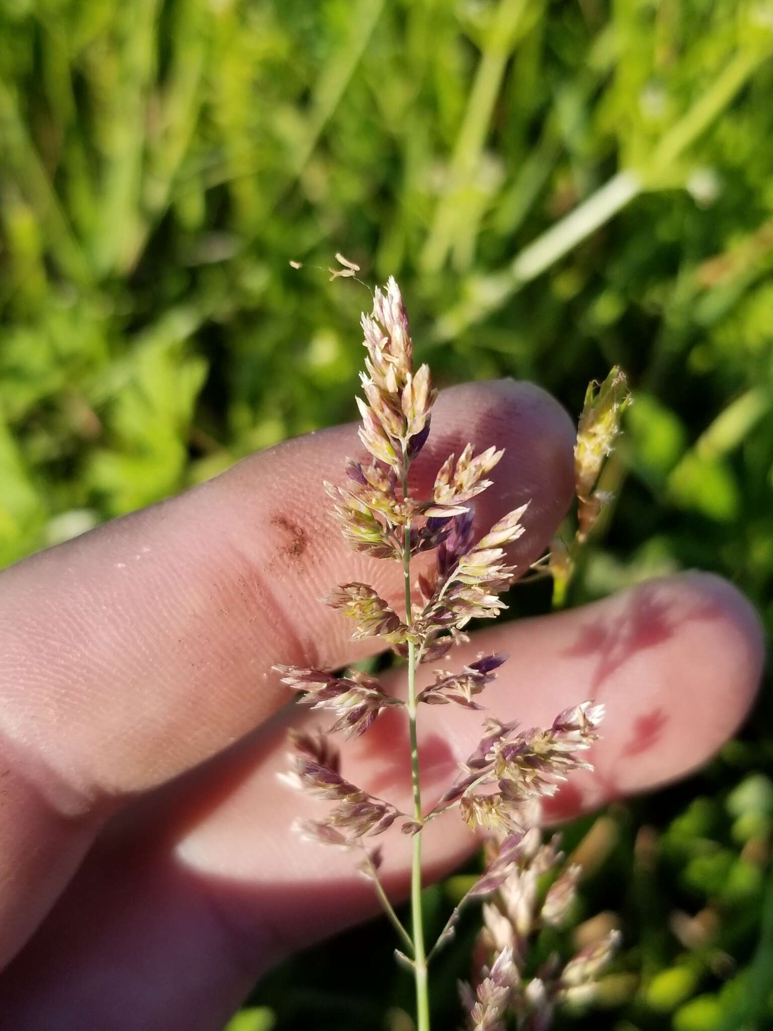 Image of Texas bluegrass