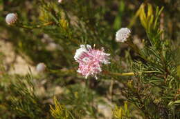 Image of Kraaifontein Spiderhead