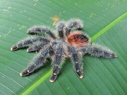 Image of Avicularia variegata F. O. Pickard-Cambridge 1896