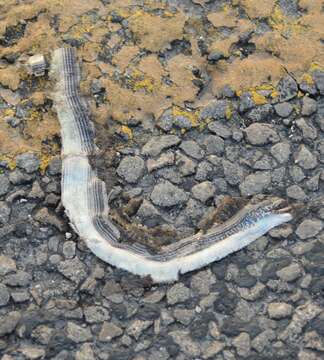 Image of Glass Lizards