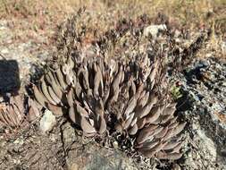 Image of San Luis Obispo dudleya