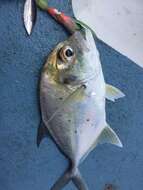 Image of Bluespotted trevally