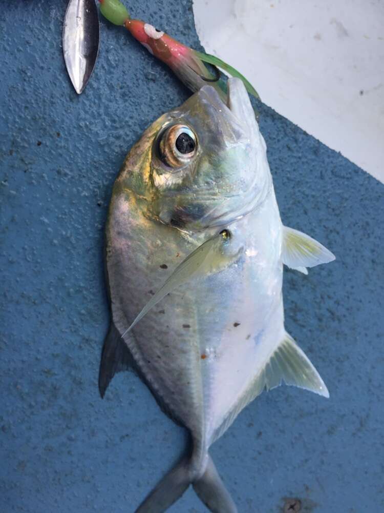 Image of Bluespotted trevally