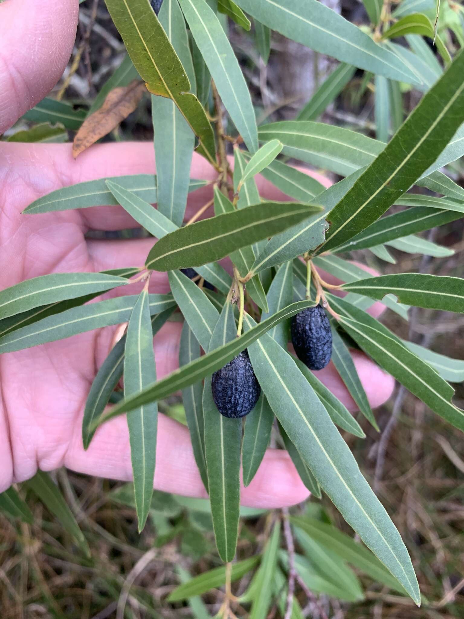 Image of Cryptocarya angustifolia E. Mey.