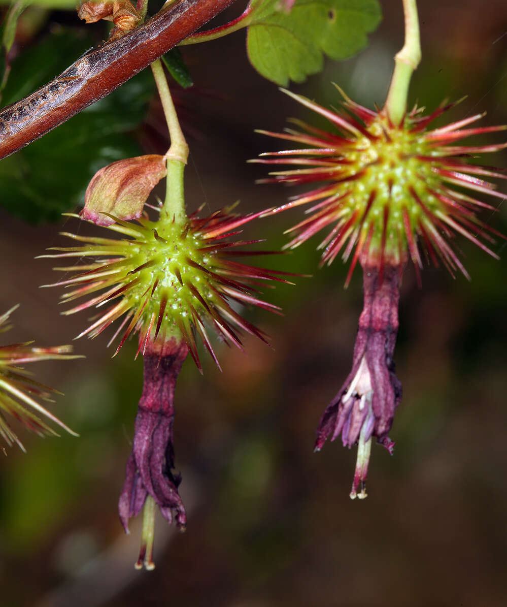 Plancia ëd Ribes cruentum Greene