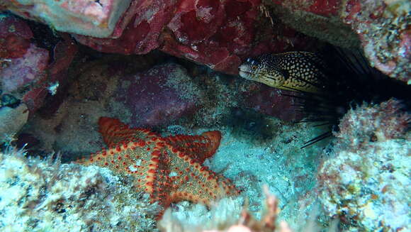 Image of Oreaster clavatus Müller & Troschel 1842