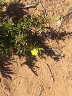 Image of Hibbertia racemosa (Endl.) Gilg