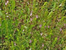 Image of winged lythrum