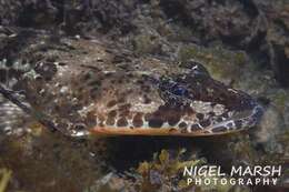 Image of Black flathead