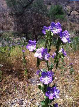 Phacelia grandiflora (Benth.) A. Gray的圖片