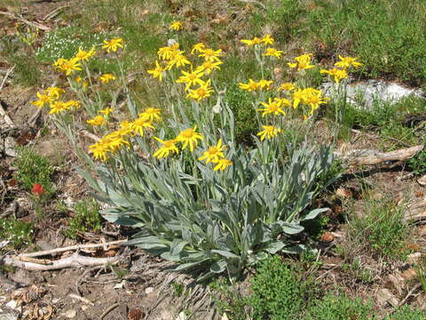 Image of rocky ragwort