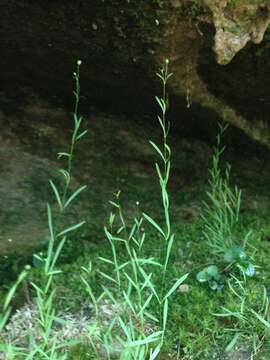 Image of Cumberland sandwort