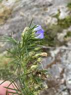 Image of Psoralea montana