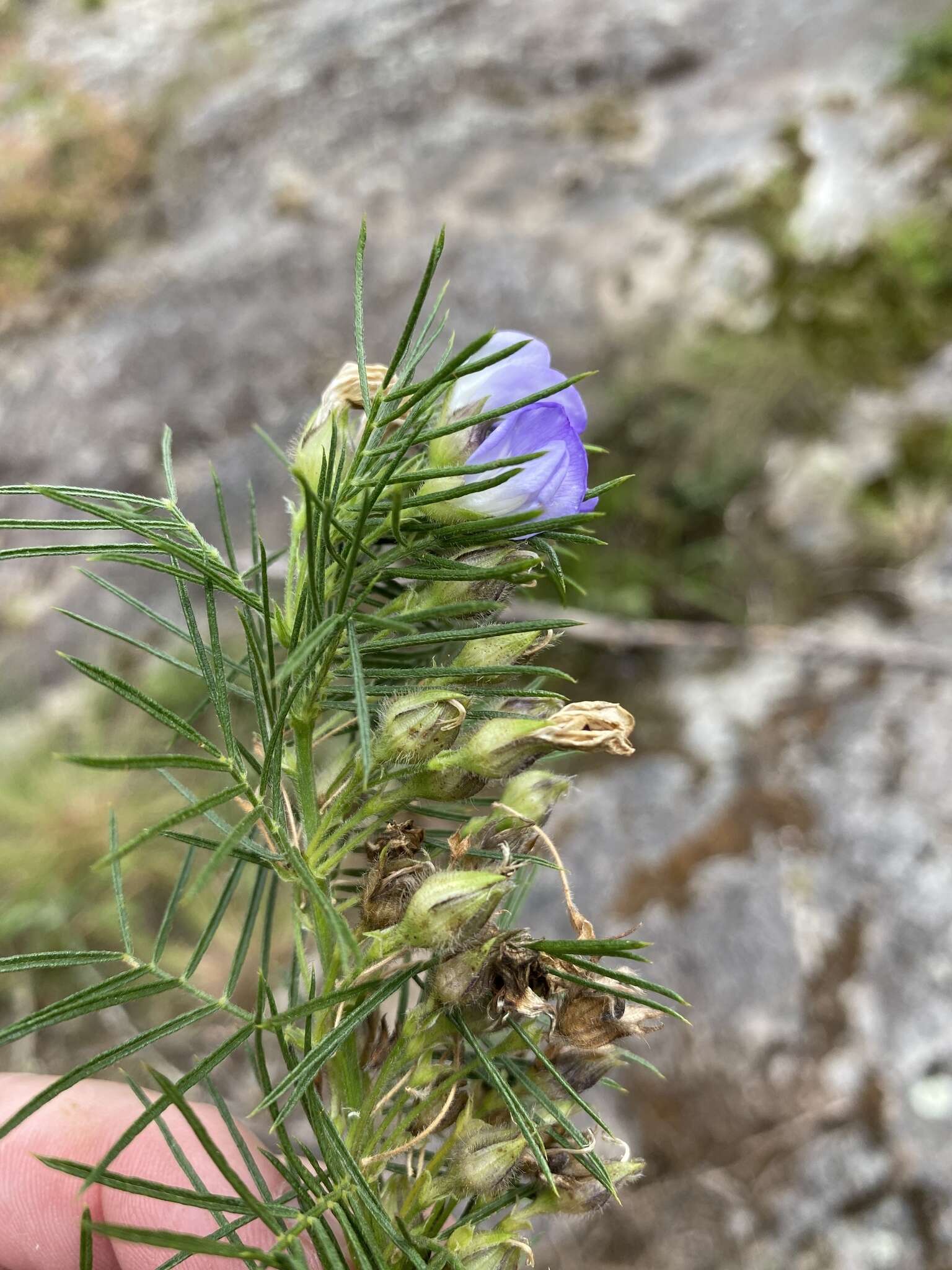 Image of Psoralea montana