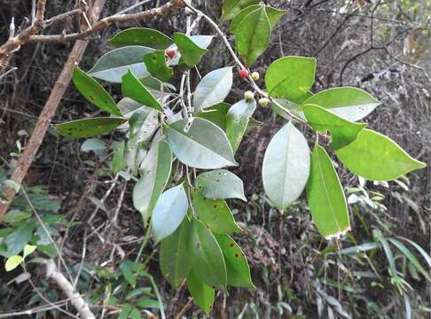 Image of Ilex memecylifolia Champ. ex Benth.