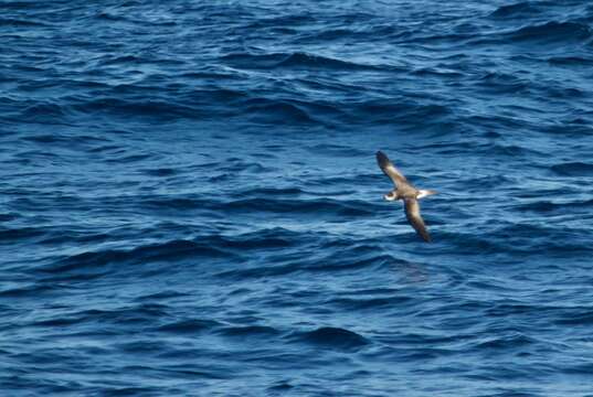 Image of Bermuda Petrel