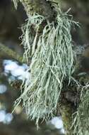 Ramalina farinacea (L.) Ach.的圖片