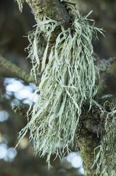 Image of farinose cartilage lichen