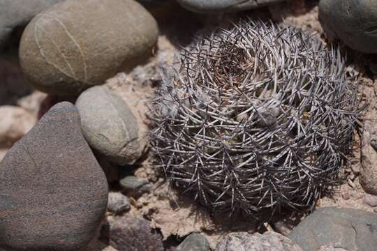 Imagem de Echinopsis thionantha (Speg.) Werderm.