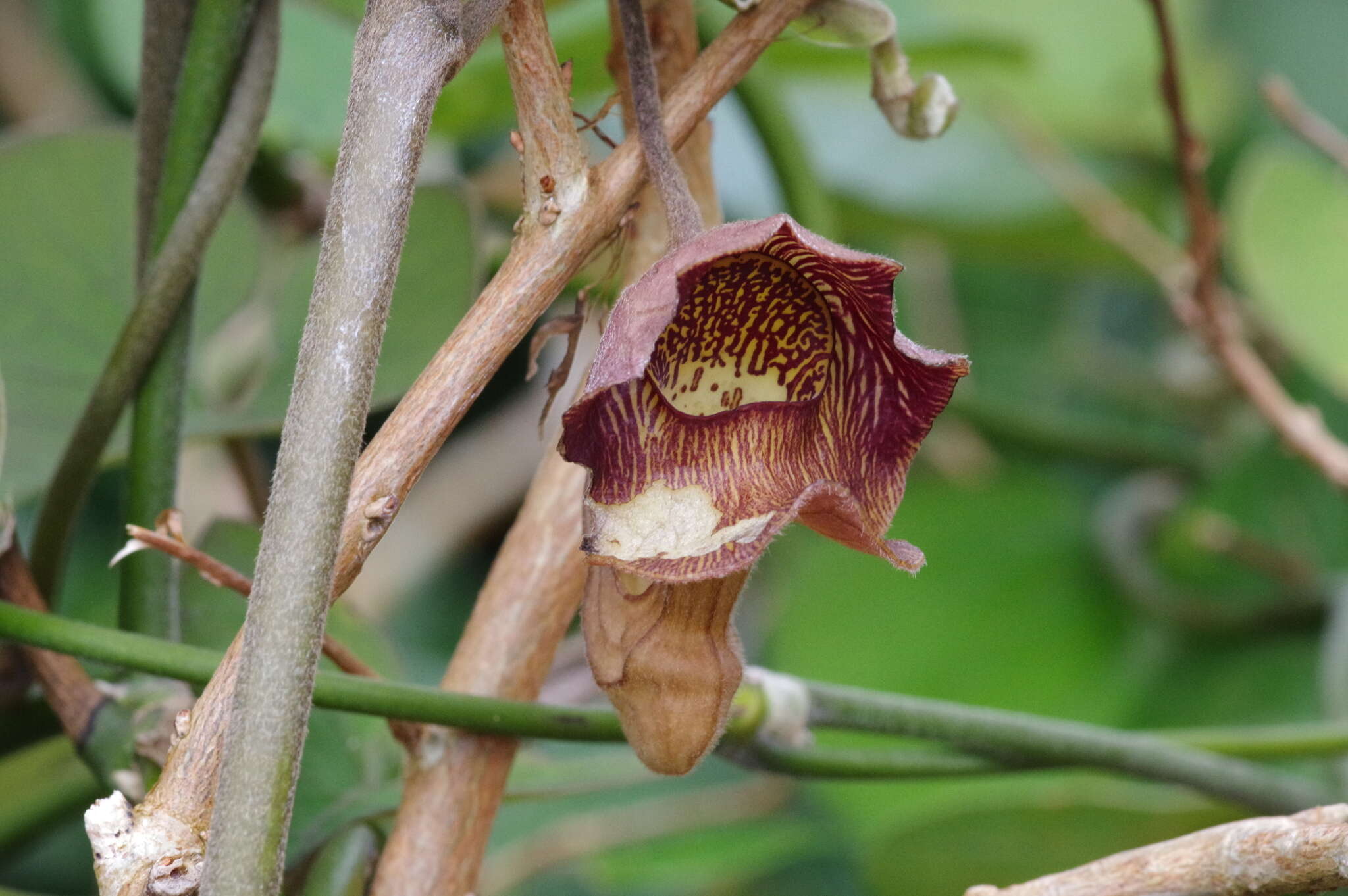 Image of Aristolochia liukiuensis Hatusima