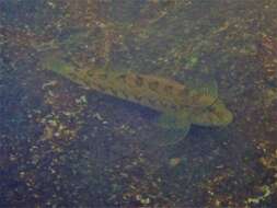 Слика од Etheostoma blennioides Rafinesque 1819