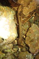 Image of Olympic Torrent Salamander