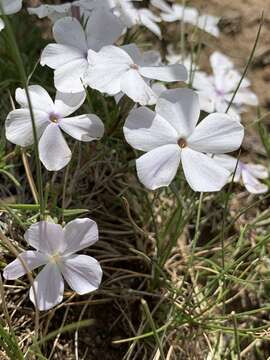 Image of flowery phlox