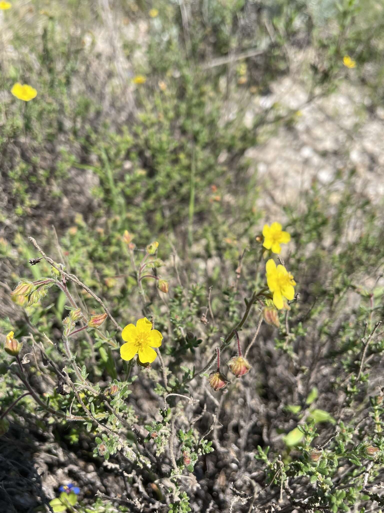 Image of thyme-leaved fumana