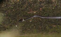 Image of Indian Wolf Snake