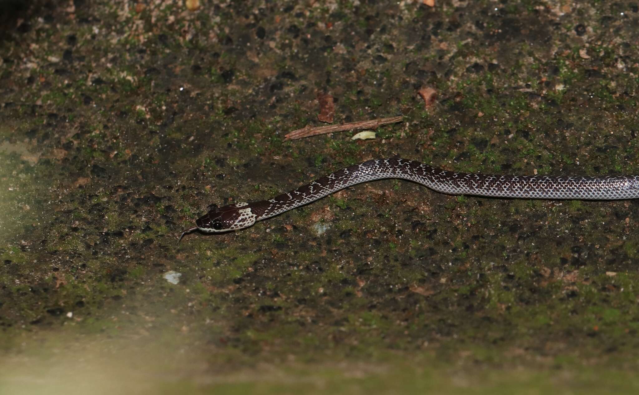 Imagem de Lycodon capucinus H. Boie ex F. Boie 1827