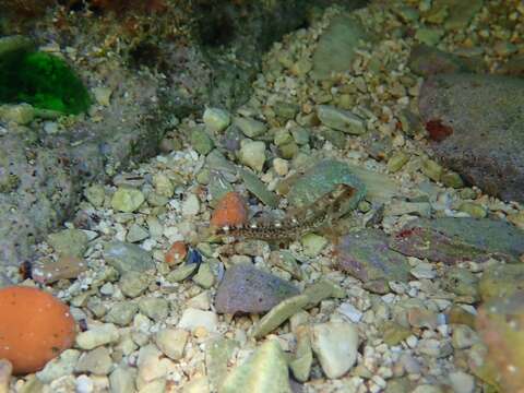 Image of Red Blenny