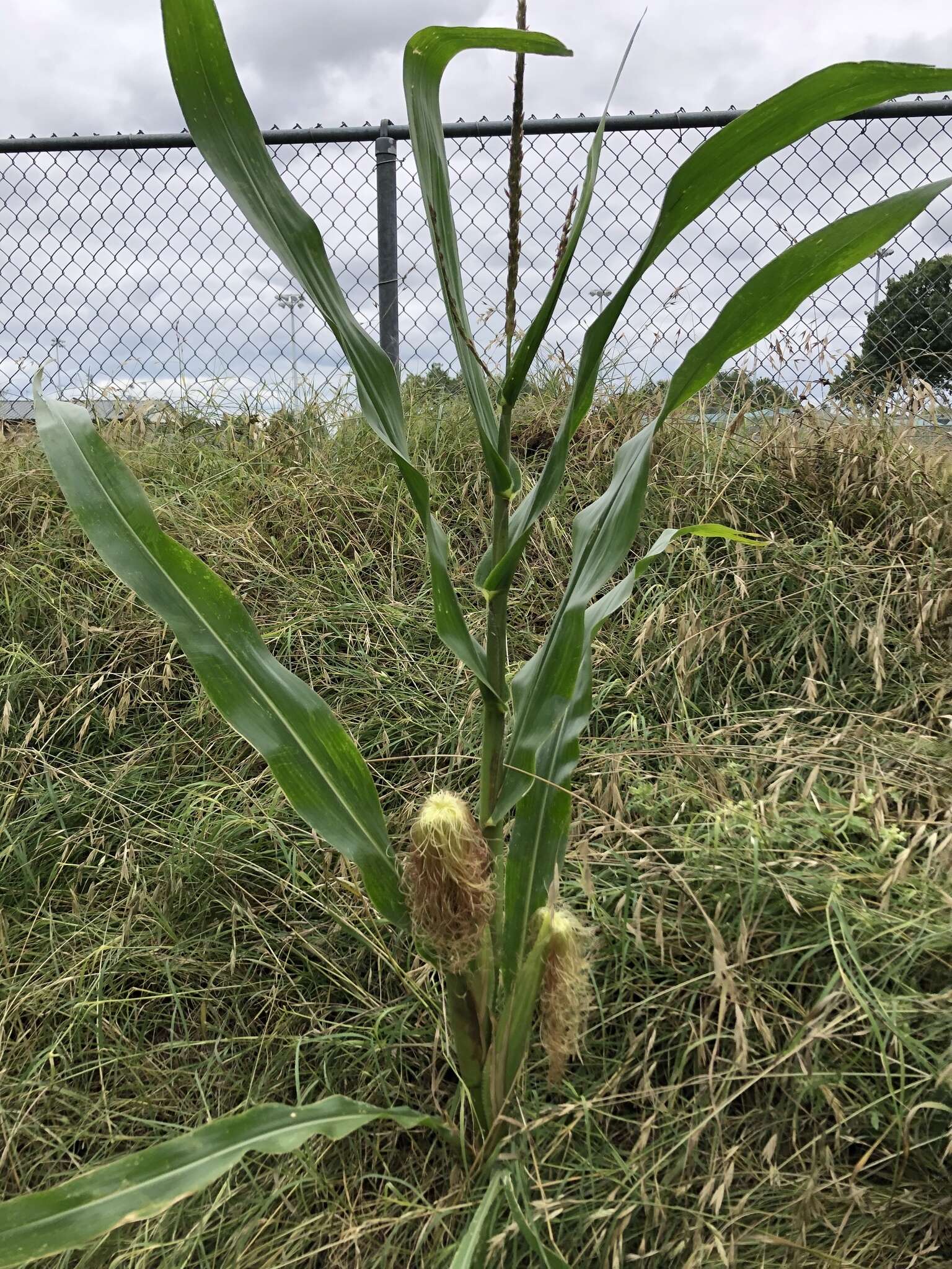 Image of Zea mays subsp. mays