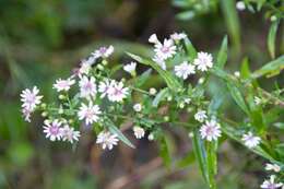 Image of <i>Symphyotrichum <i>lateriflorum</i></i> var. lateriflorum