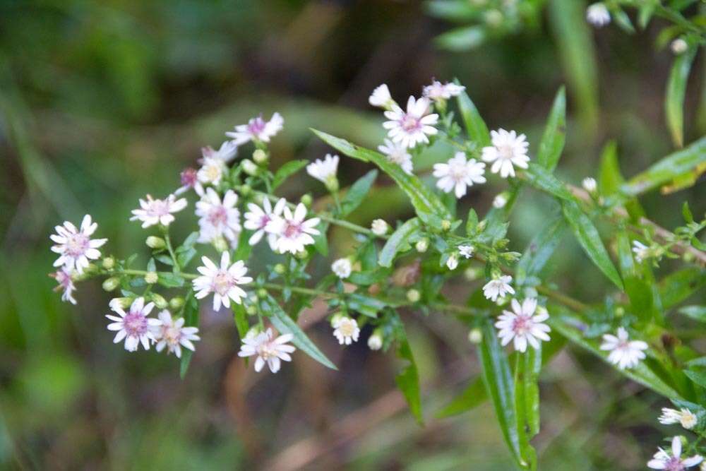 Image of <i>Symphyotrichum <i>lateriflorum</i></i> var. lateriflorum