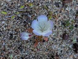 Image of Douglas' phacelia