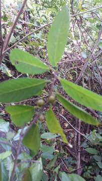 Image of Bridelia pervilleana Baill.