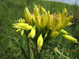 Image of Aloe ecklonis Salm-Dyck