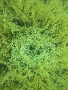 Image of Opposite Stonewort